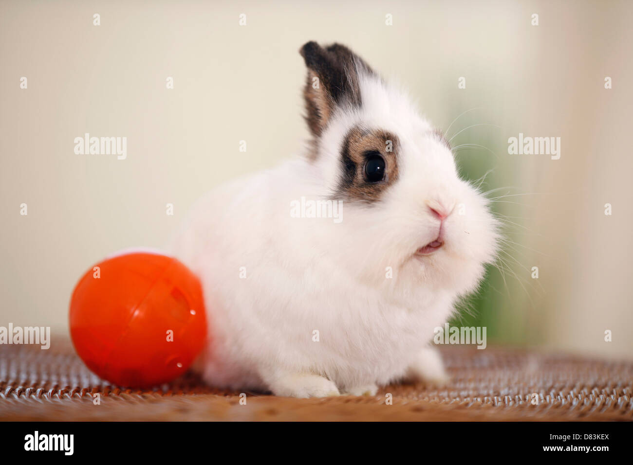 Conejo enano Foto de stock