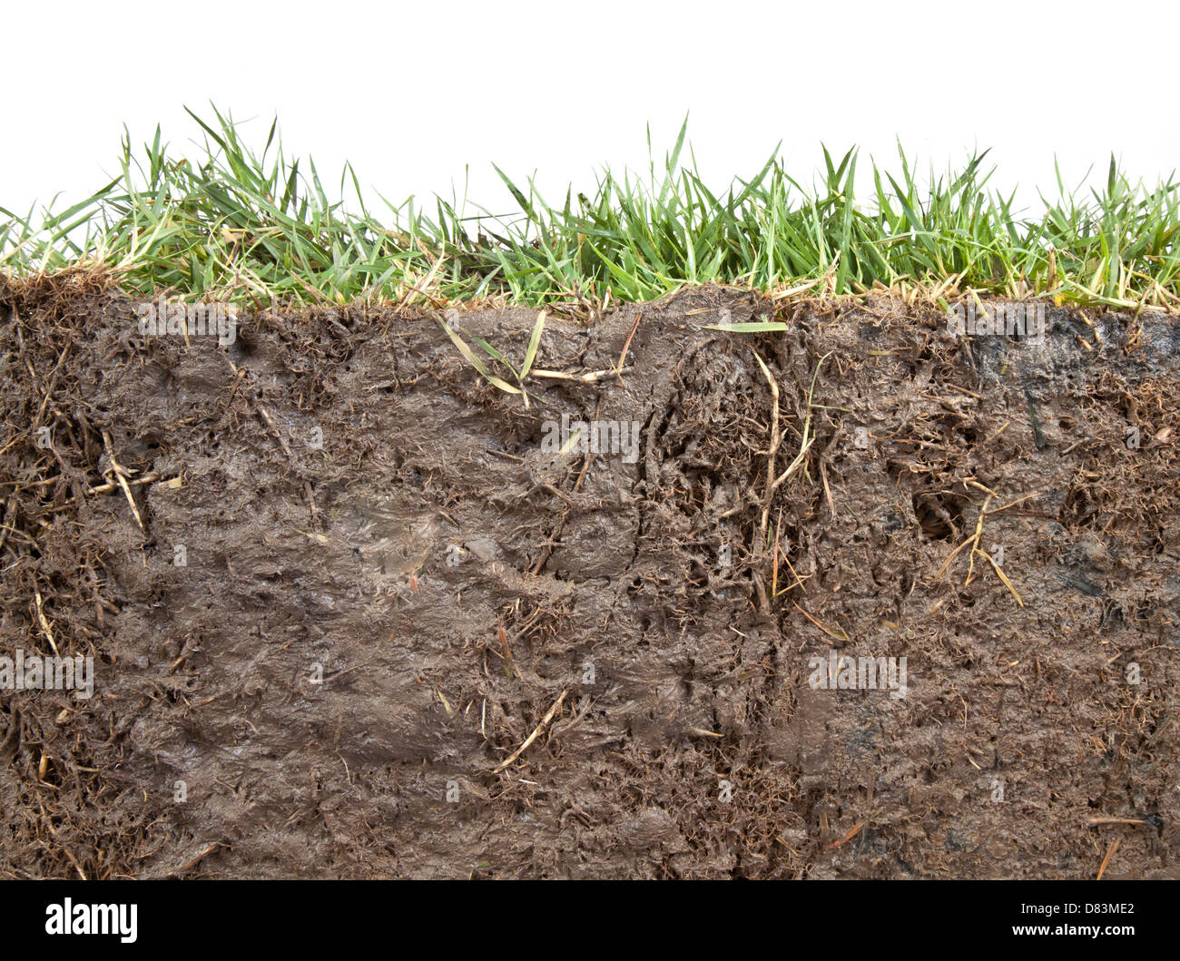 Sección transversal de la hierba y el suelo contra el fondo blanco. Foto de stock