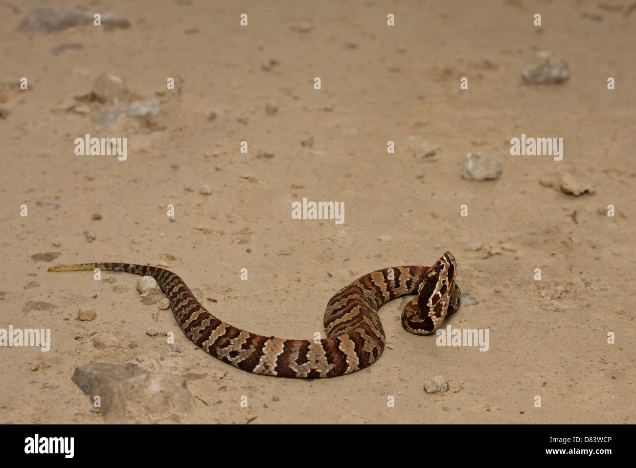 Mordeduras de serpientes venenosas fotografías e imágenes de alta