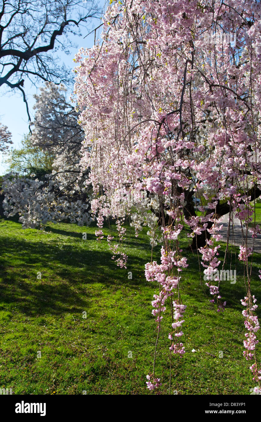 Detalle de colgar los Cerezos Japoneses (primavera). Foto de stock