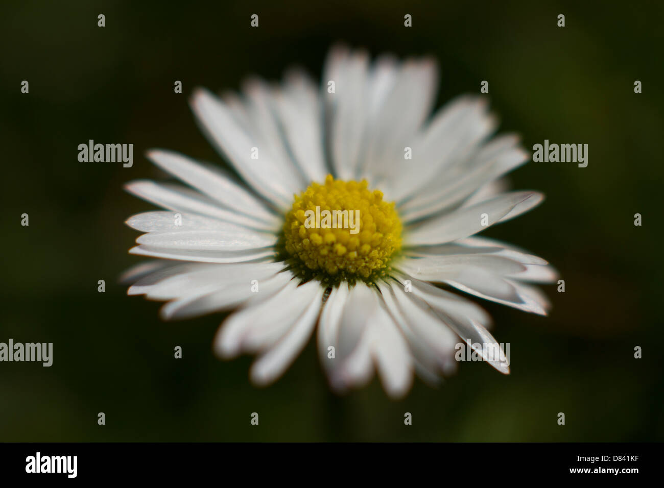 Flores de verano macro macro muelle de enfoque suave daisy Foto de stock