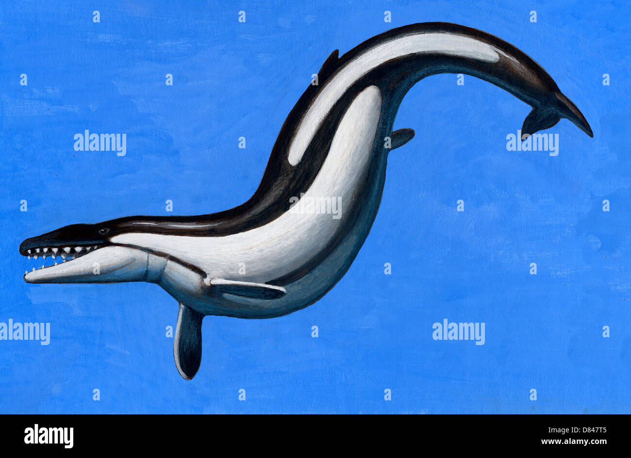 Basilosaurus, un mamífero marino que vivió en el Eoceno Fotografía de