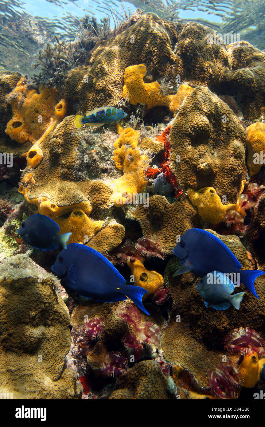 Los vívidos colores de los arrecifes de coral con peces, gusanos de tubo y esponjas, mar Caribe, Jamaica Foto de stock