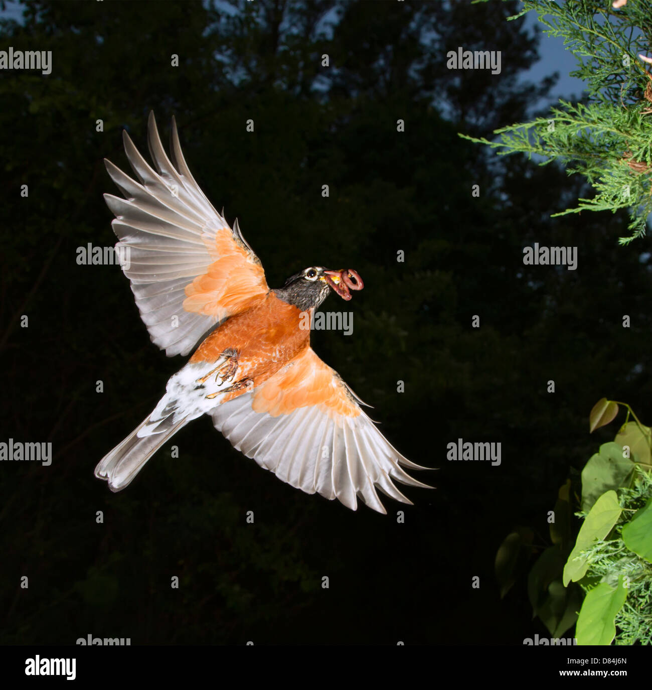 Macho American Robin (Turdus migratorius) volando con lombrices de tierra en su factura. Foto de stock