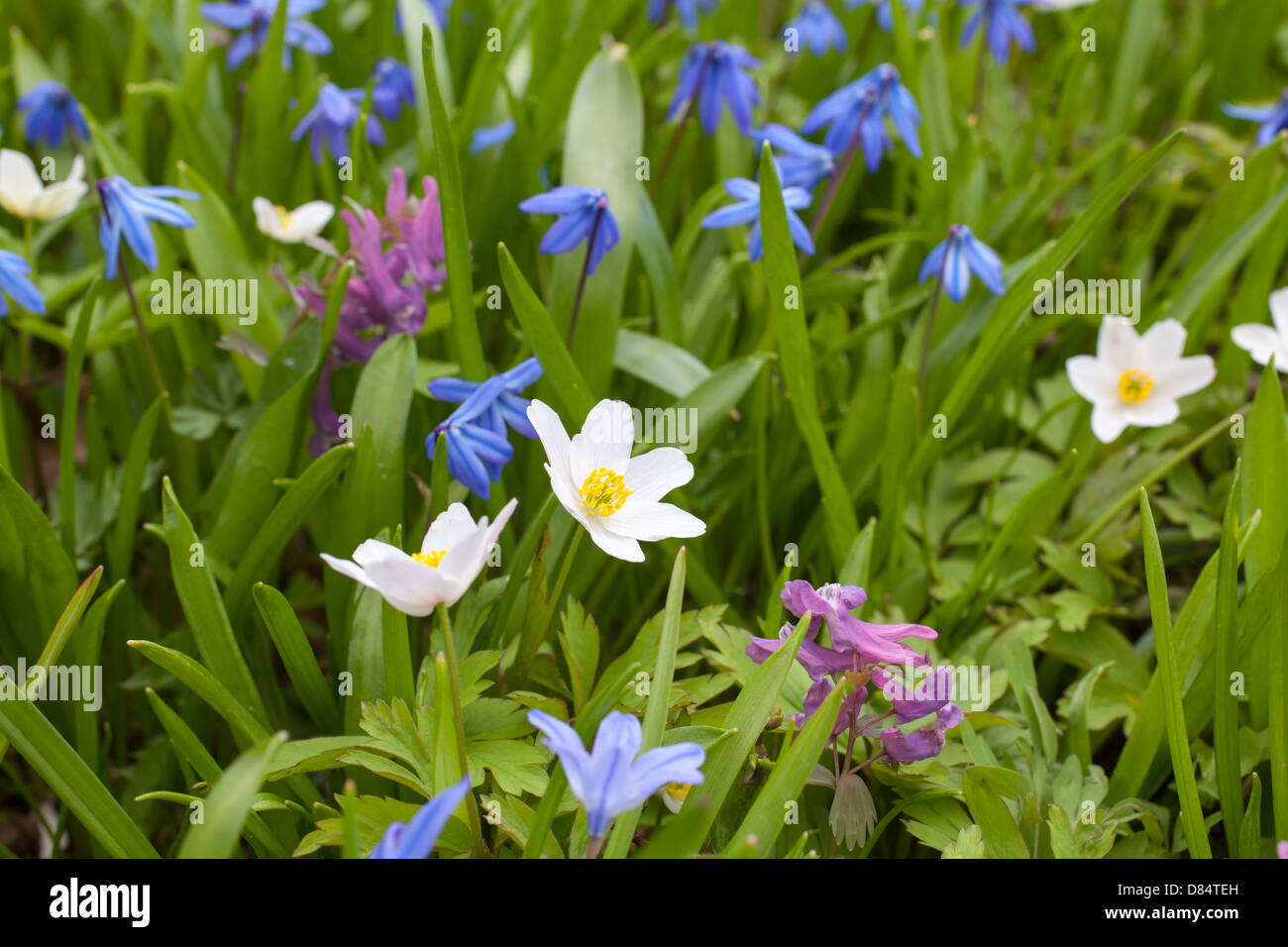 Flores de primavera Foto de stock