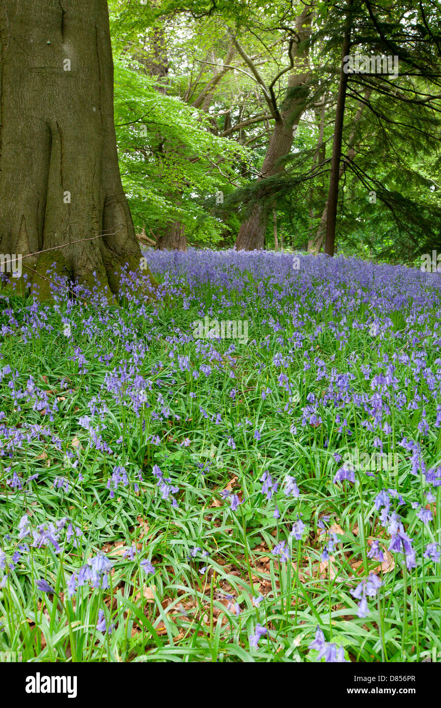 Las campánulas azules en la primavera en un bosque en Wiltshire, Inglaterra. Foto de stock