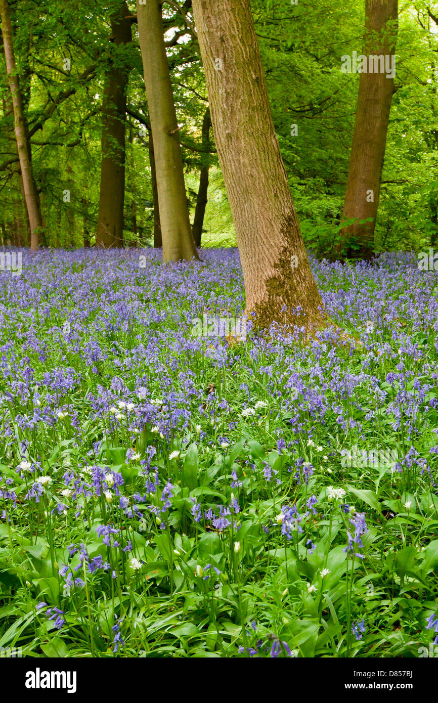 Las campánulas azules en la primavera en un bosque en Wiltshire, Inglaterra. Foto de stock
