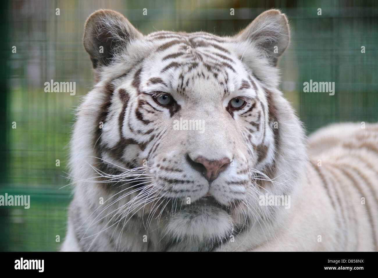 Tigre blanco de cerca con ojos azules Foto de stock