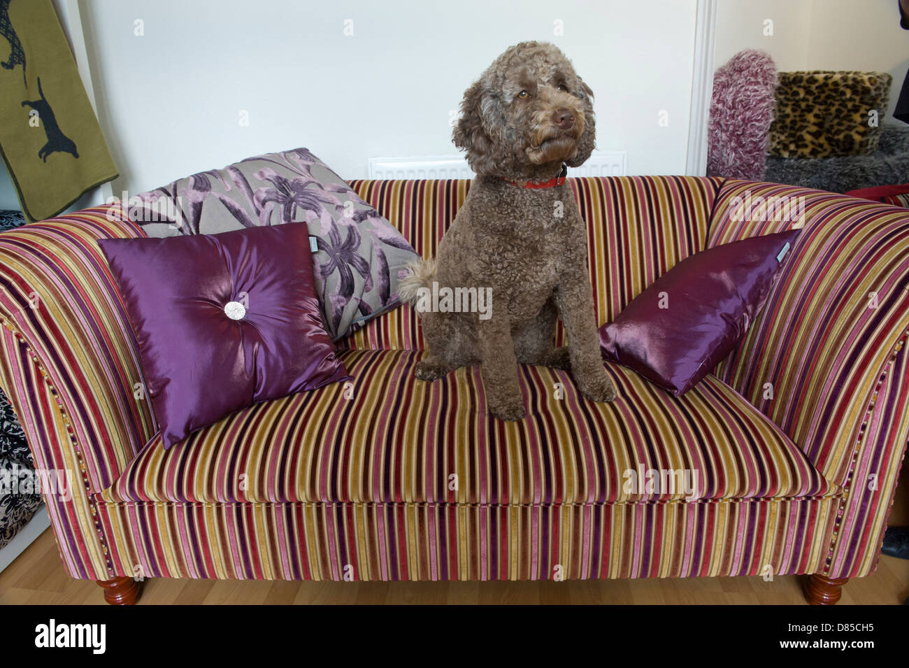 Caniche marrón sentado en un sofá Foto de stock