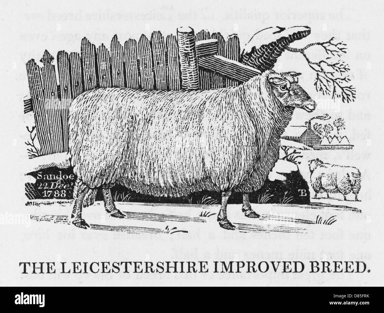 Leicester mejoró la raza de ovejas Foto de stock