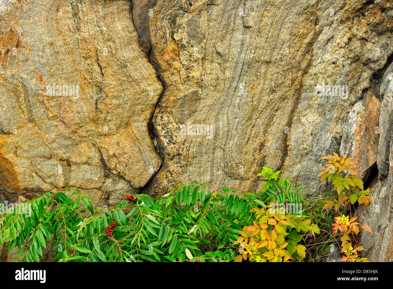 Las plantas en la carretera y rock pautas de corte- Staghorn Zumaque (Rhus Typhina) Alban en Ontario, Canadá Foto de stock