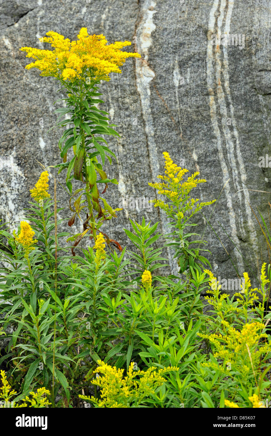 Carretera de plantas y flores cortadas de roca- Canadá Goldenrod (Solidago canadensis) Alban, Ontario, Canadá Foto de stock