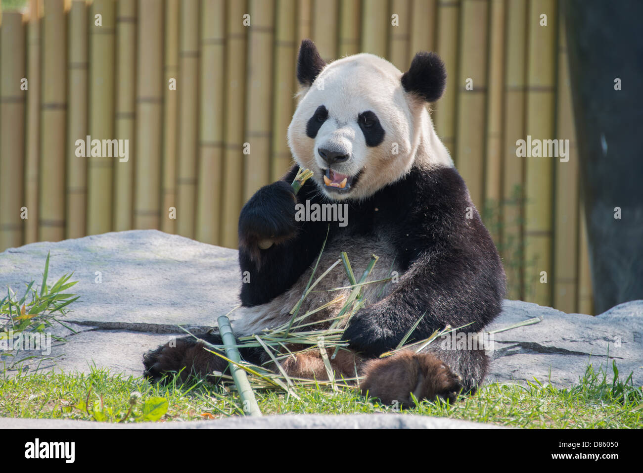 El Zoológico de Toronto pandas. Foto de stock