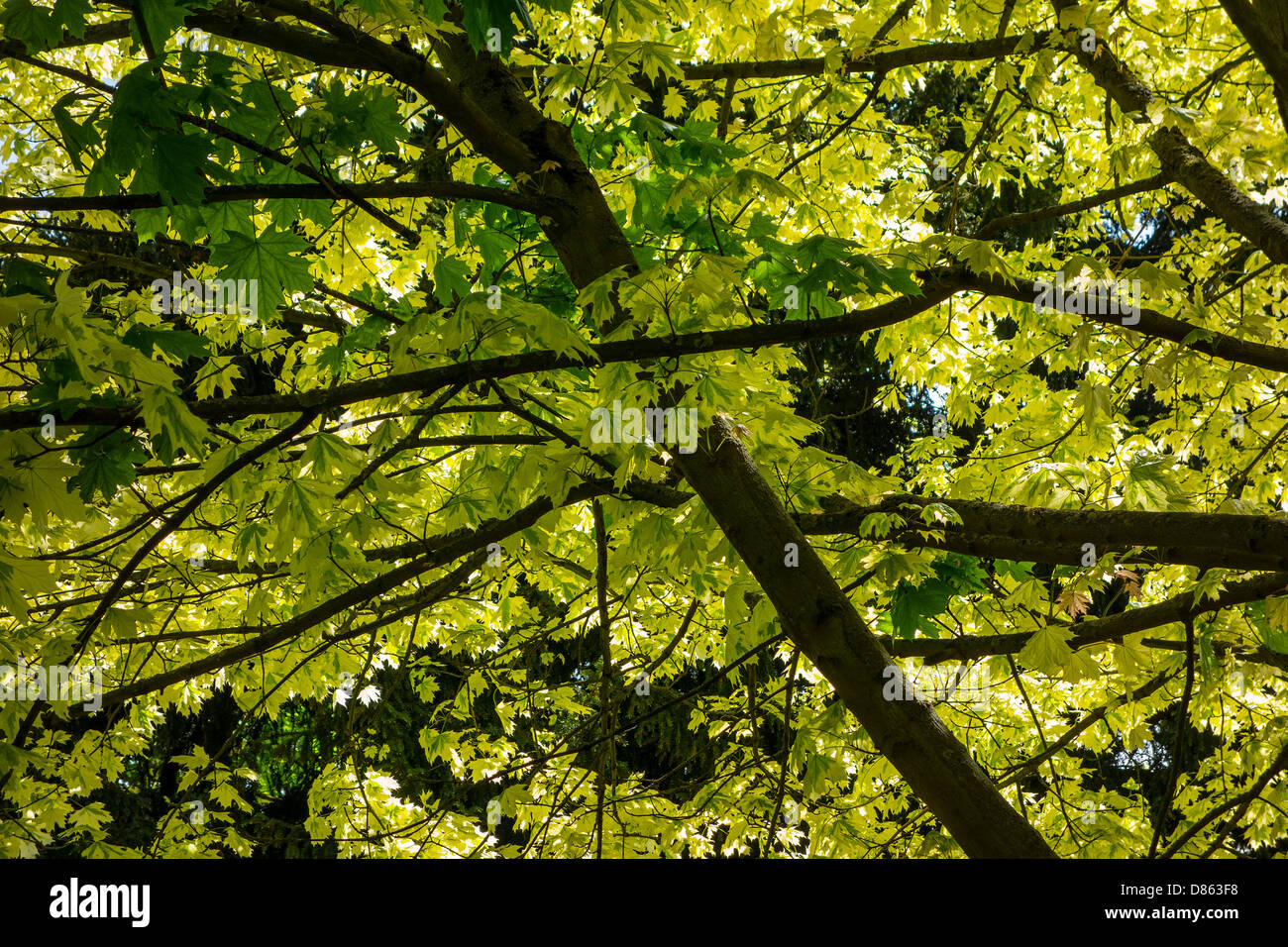 La luz del sol brilla a través de las hojas de primavera Foto de stock