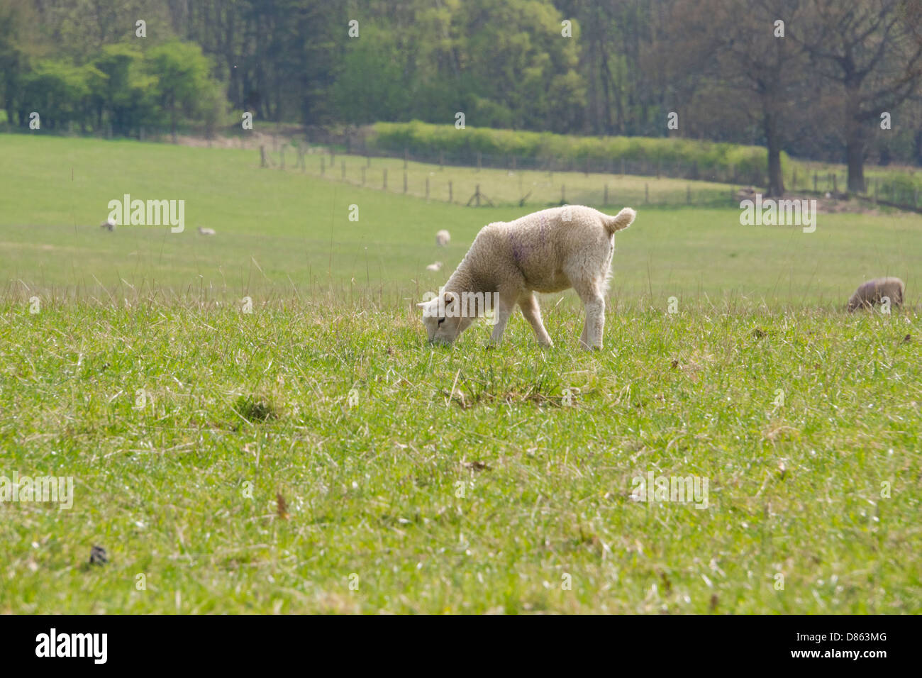Los corderos comiendo hierba en un campo soleado en primavera. En Northumberland. Foto de stock