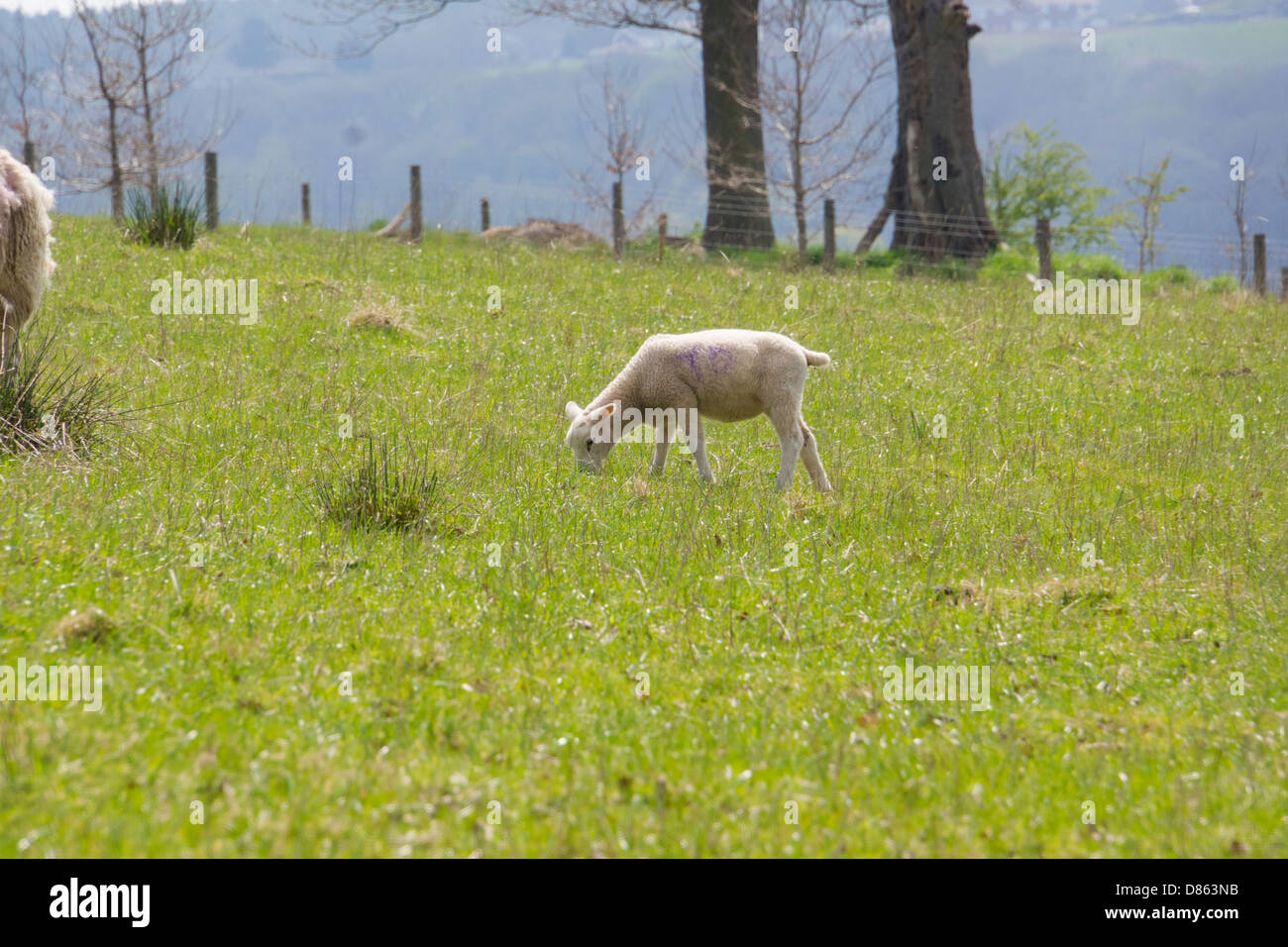Los corderos comiendo hierba en un campo soleado en primavera. En Northumberland. Foto de stock