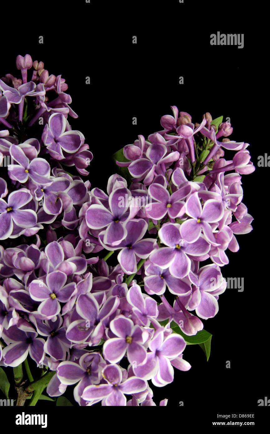 Flor de color lila sobre fondo negro Fotografía de stock - Alamy