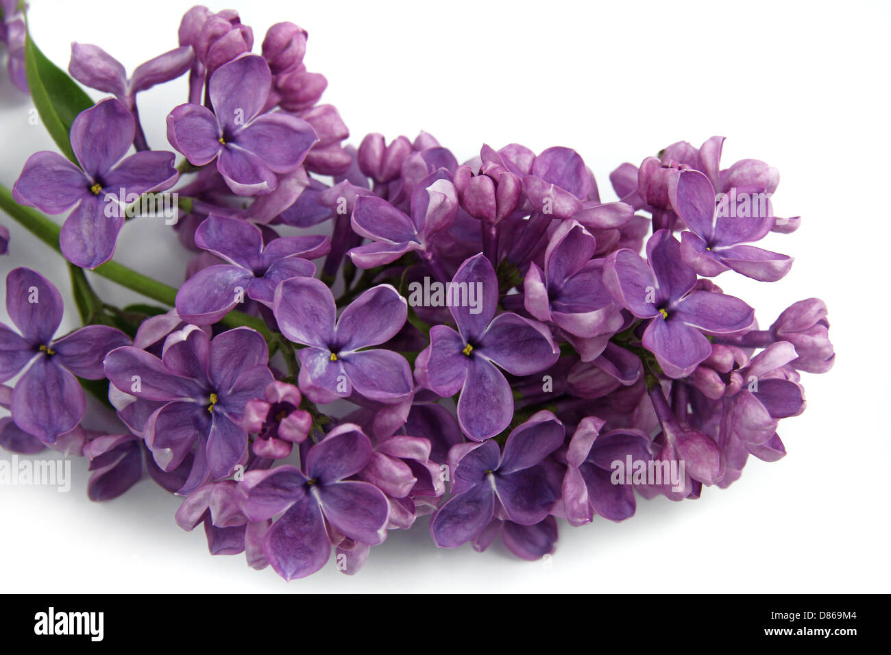 Flores de color lila sobre fondo blanco Fotografía de stock - Alamy