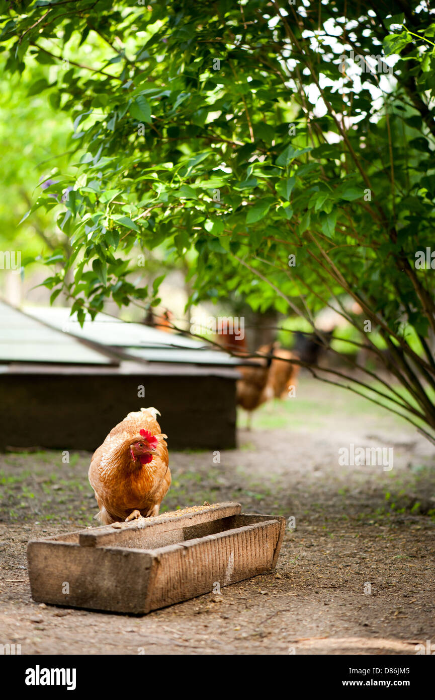 Rhode Island Red comer pollo desde el alimentador Foto de stock