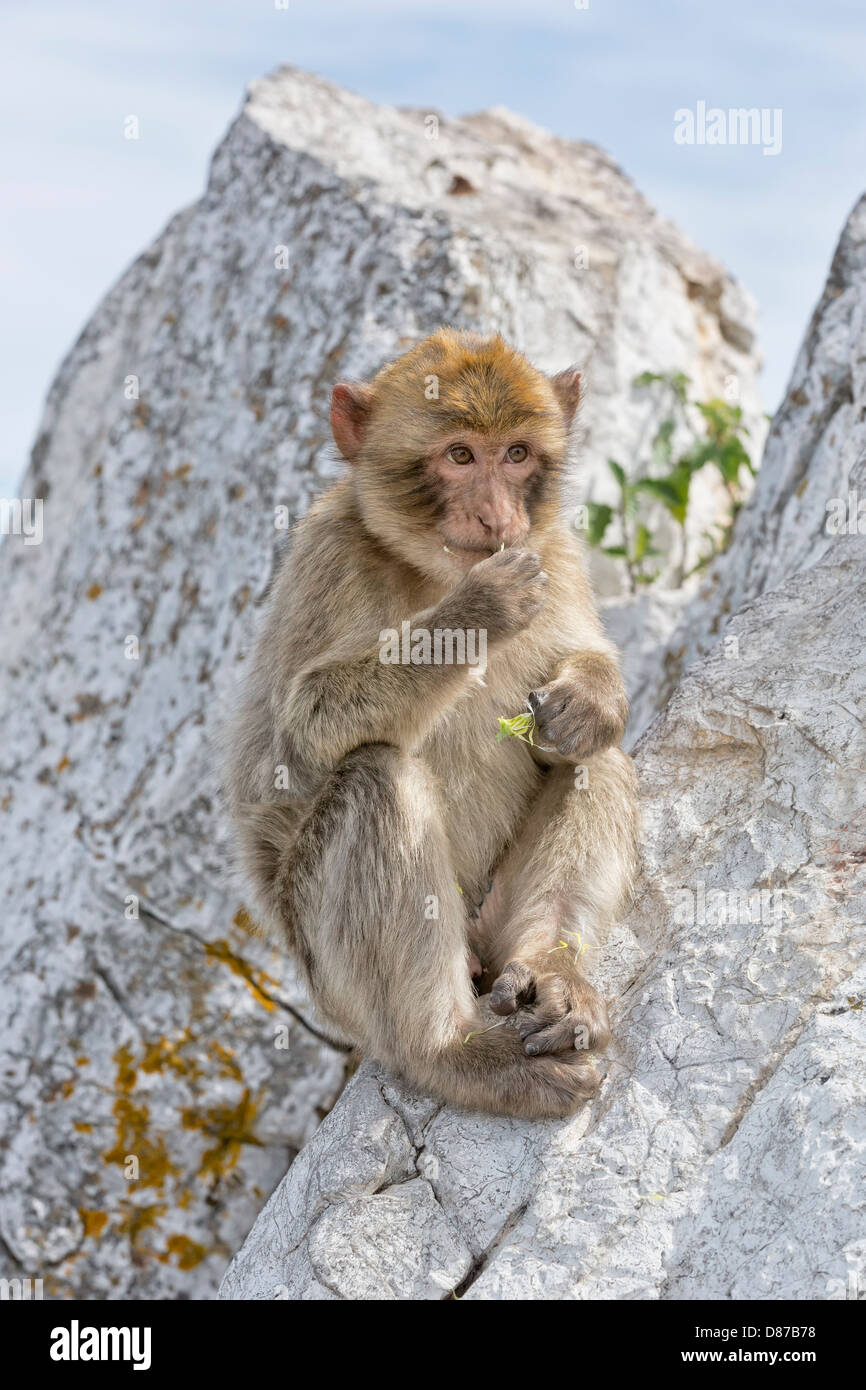 Barbary Macaque Foto de stock