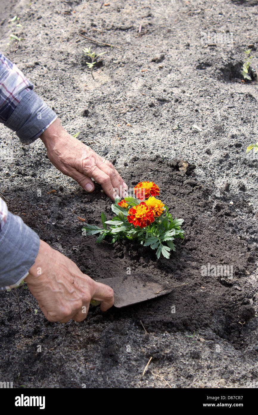 Anciana de plantar una flor en el jardín Foto de stock