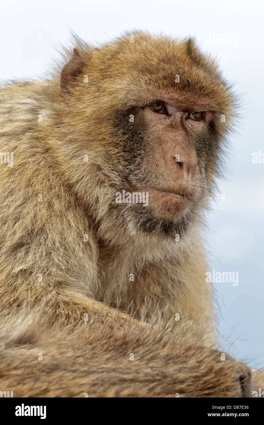 Gibraltar de macacos Barbary, Ape o Rock Ape Foto de stock