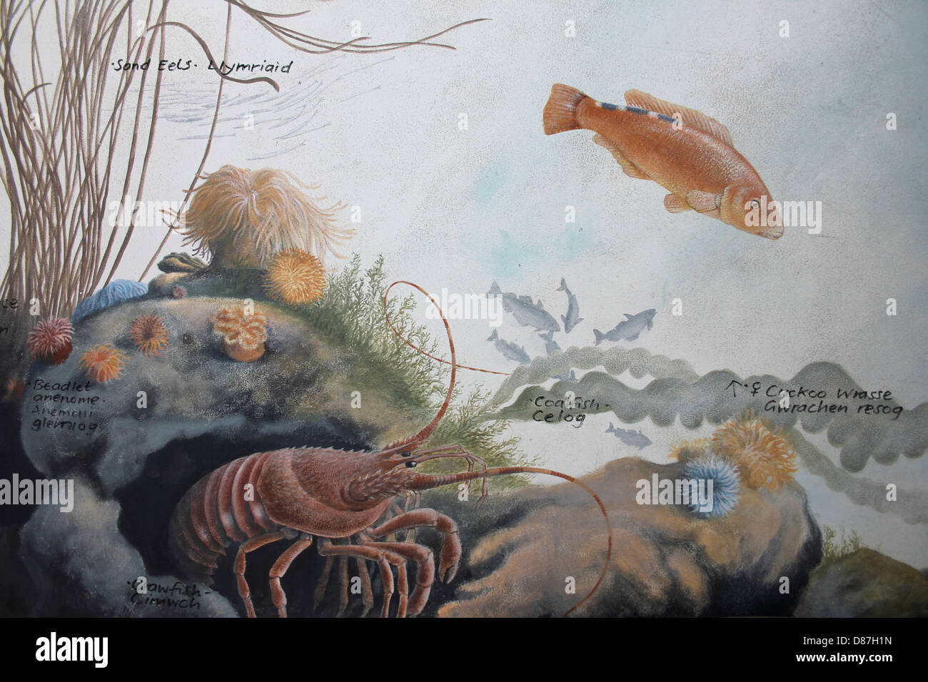 Pintura representando la vida marina en el Mar de Irlanda Foto de stock