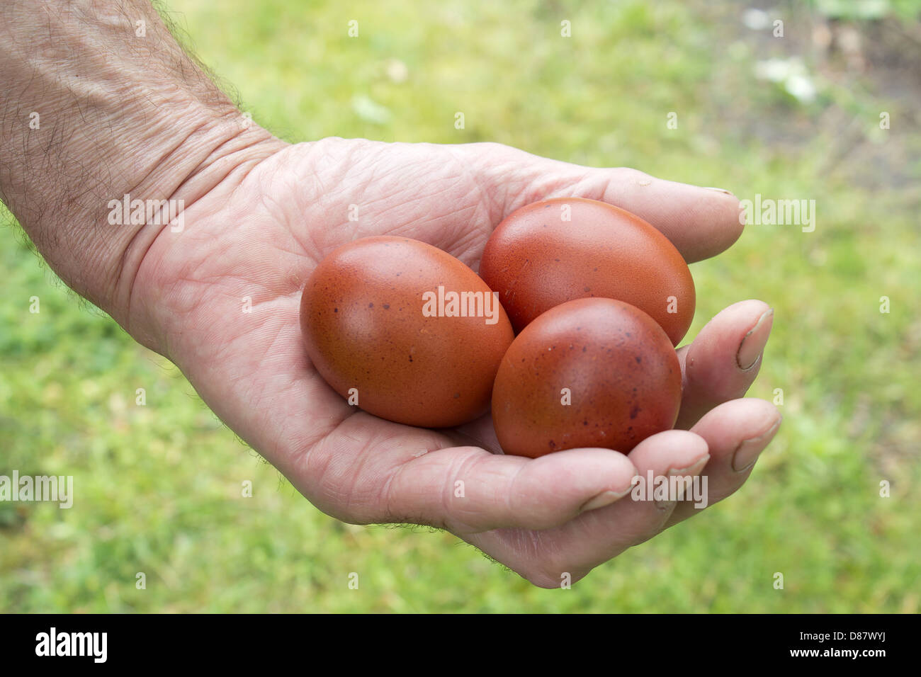 Brown huevos de gallina en el viejo my mano Foto de stock