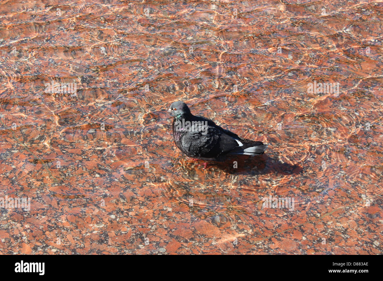La imagen de la paloma en el agua de lavado Foto de stock