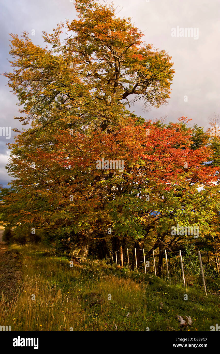 El follaje de otoño cerca de Puerto Natales, CHILE Foto de stock