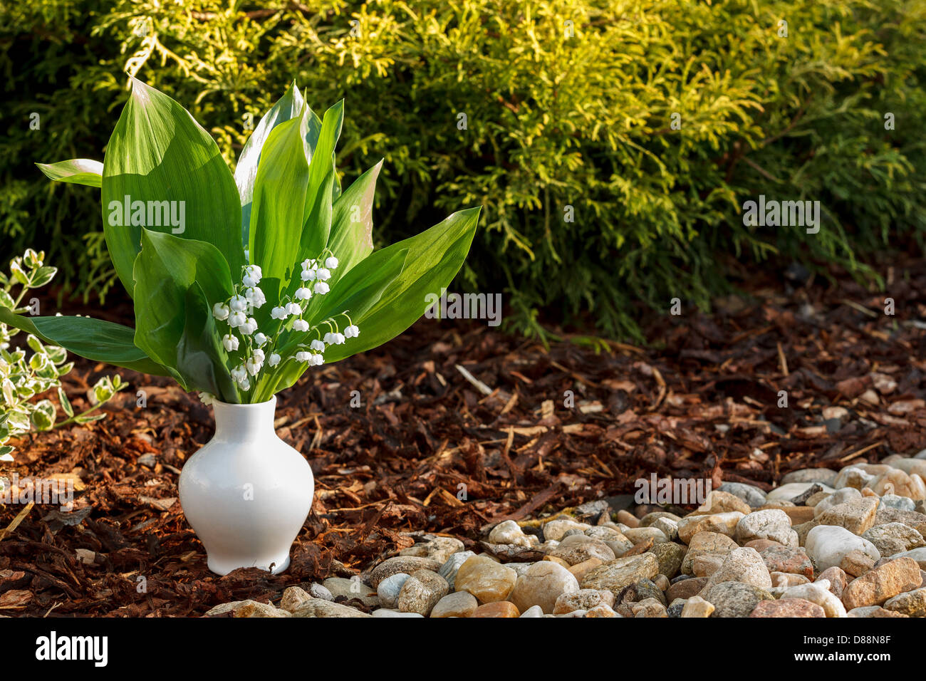 Lirio de los valles en blanco fotografías e imágenes de alta resolución -  Alamy