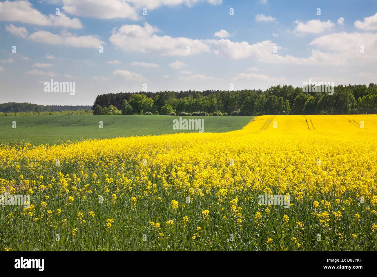 Tierras agrícolas en Hoher Fläming Bourne, cerca del Parque Nacional de Brandenburg, Alemania Foto de stock