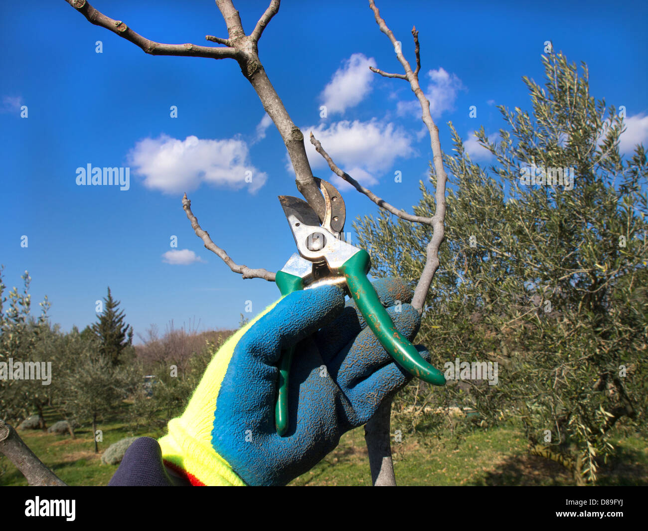 Mano en el guante con un par de tijeras de podar Foto de stock