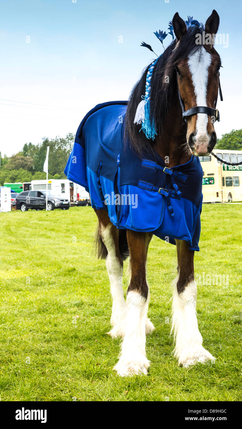 Carro tirando del caballo fotografías e imágenes de alta resolución Alamy