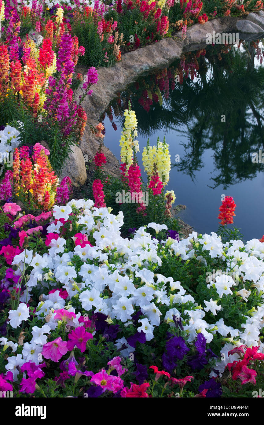 Jardín de flores al lado del estanque. Palm Desert, California Foto de stock