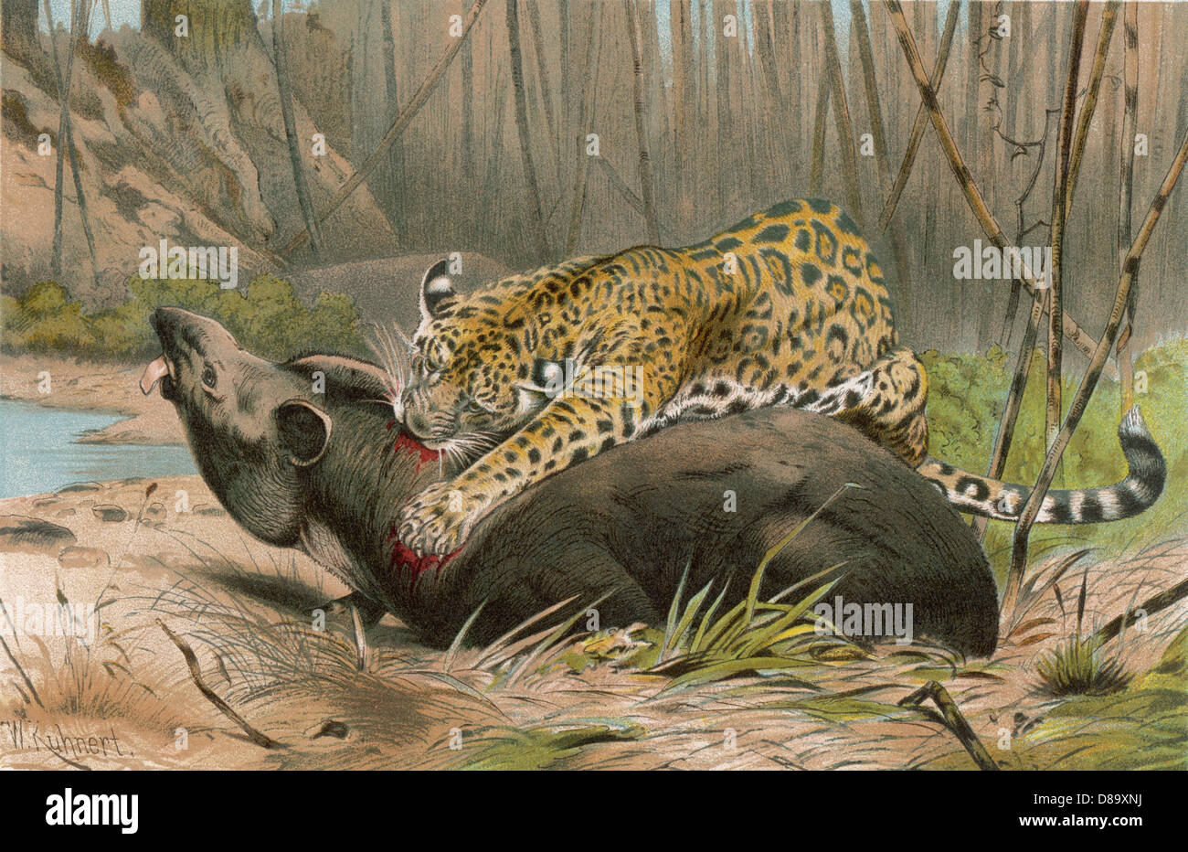 Un tapir fotografías e imágenes de alta resolución - Alamy