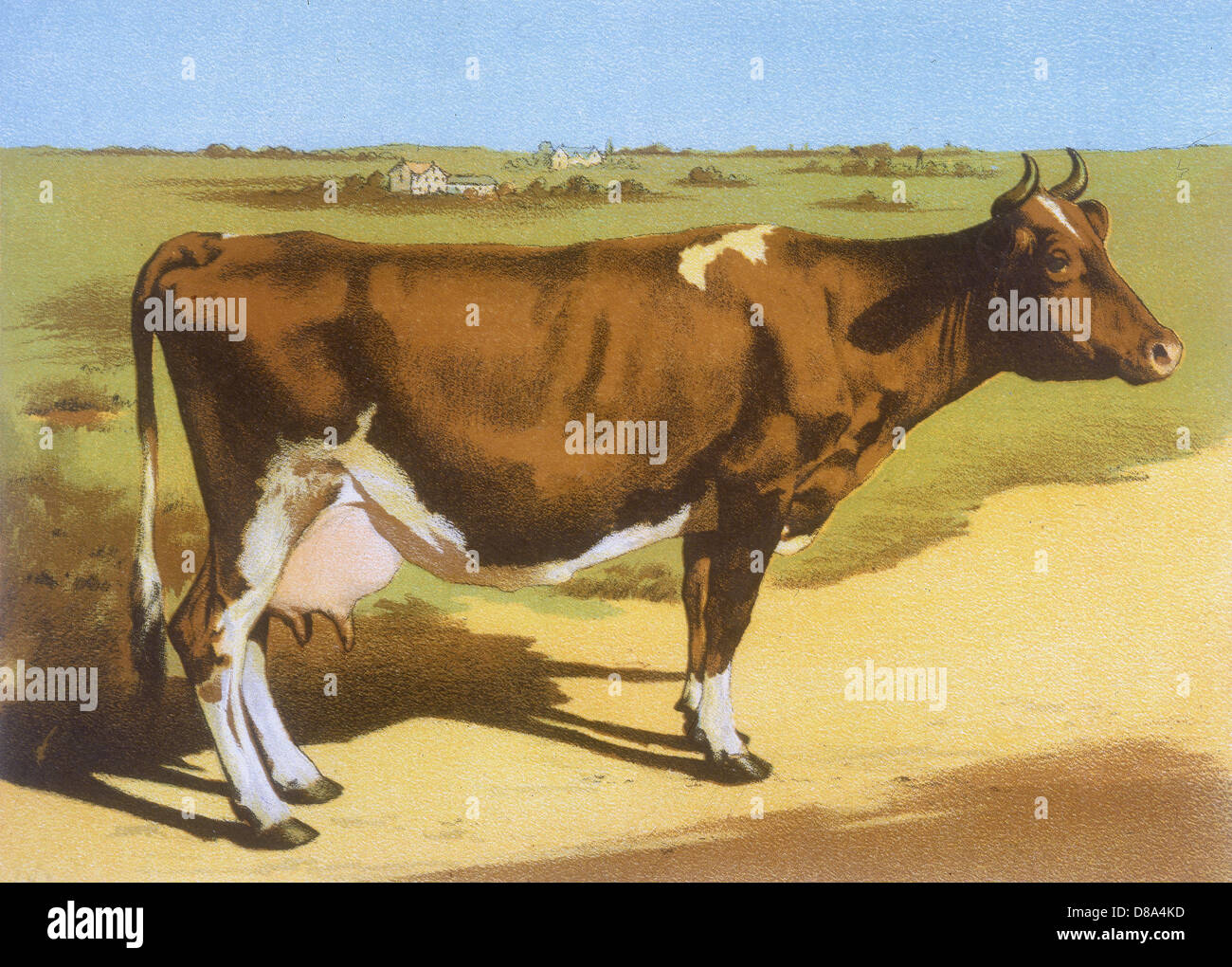 Vaca 1899 fotografías e imágenes de alta resolución - Alamy