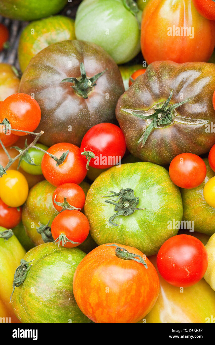 Tipos de patrimonio mixto tomates en disparos con estilo. Foto de stock