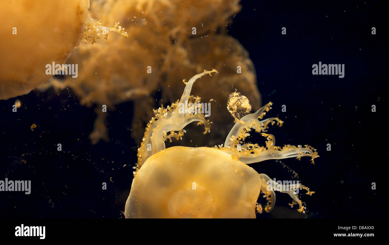 Primer plano de la Cassiopea 'boca abajo' medusas en el Acuario Kaiyukan de Osaka Foto de stock