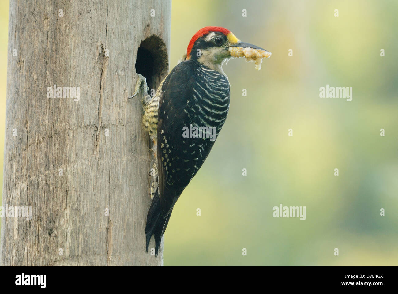 Macho negro-cheeked Woodpecker (Melanerpes pucherani) con comida para sus polluelos Foto de stock