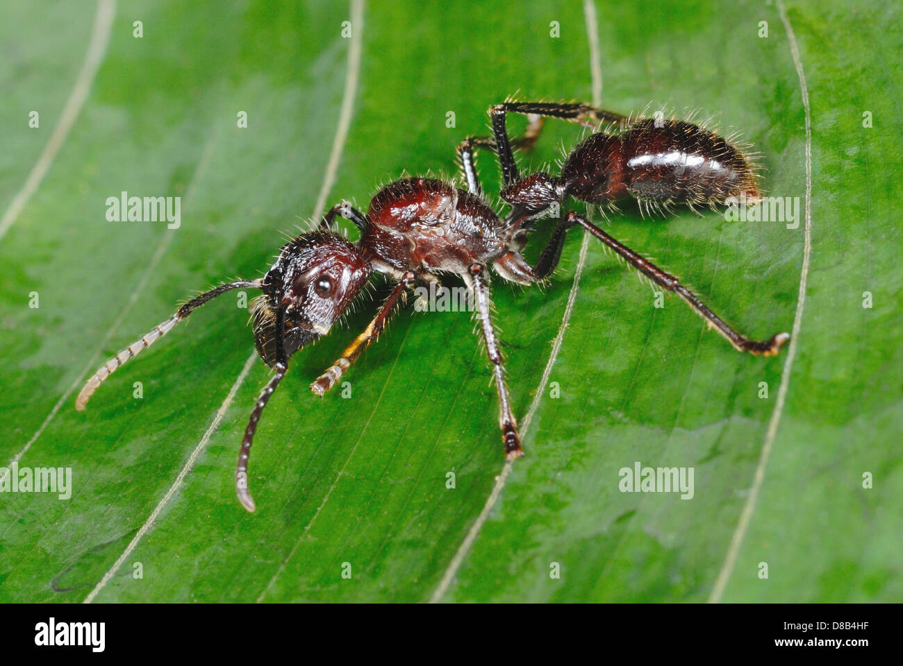 Enormes hormigas Bala (Paraponera clavata) en el bosque lluvioso de Costa Rica Foto de stock