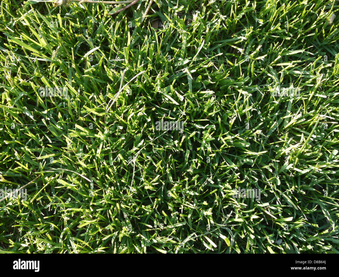 La hierba verde césped de verano saludable Foto de stock