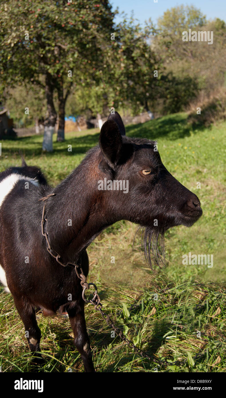 Retrato de un animal joven de pie de cabra en el pastoreo de verano verde Foto de stock