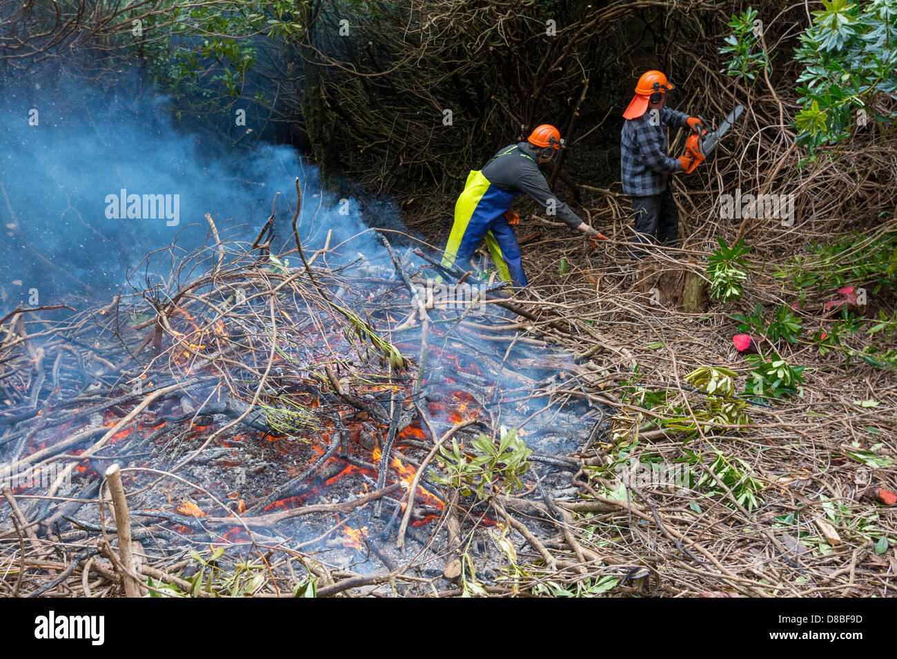 Los trabajadores forestales escocés controlando Rhododendron invasión de tala y quema. Foto de stock