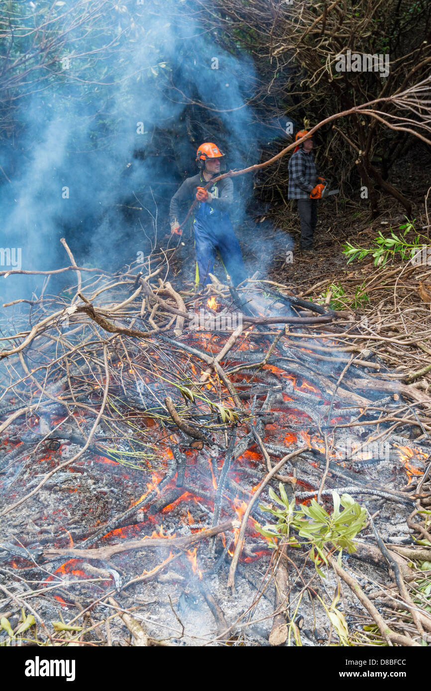 Los trabajadores forestales escocés controlando Rhododendron invasión de tala y quema. Foto de stock