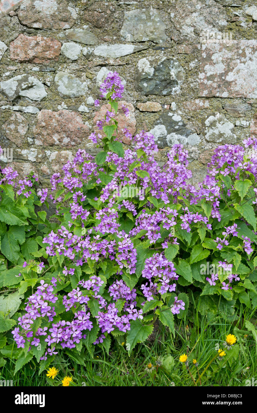 Honestidad bienal (Lunaria annua), creciendo junto al muro de piedra, Iona, inner Hebrides Foto de stock