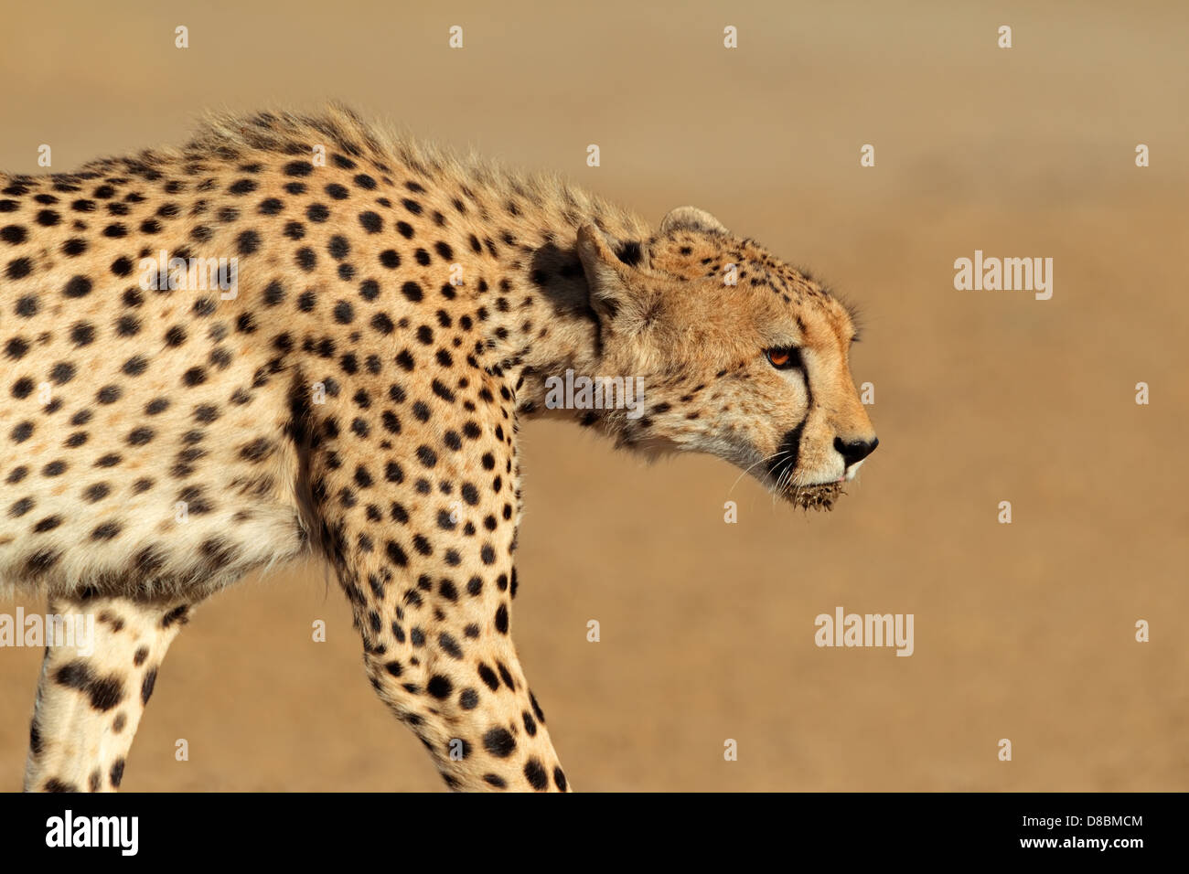 El acecho del guepardo (Acinonyx jubatus), el desierto de Kalahari, Sudáfrica Foto de stock