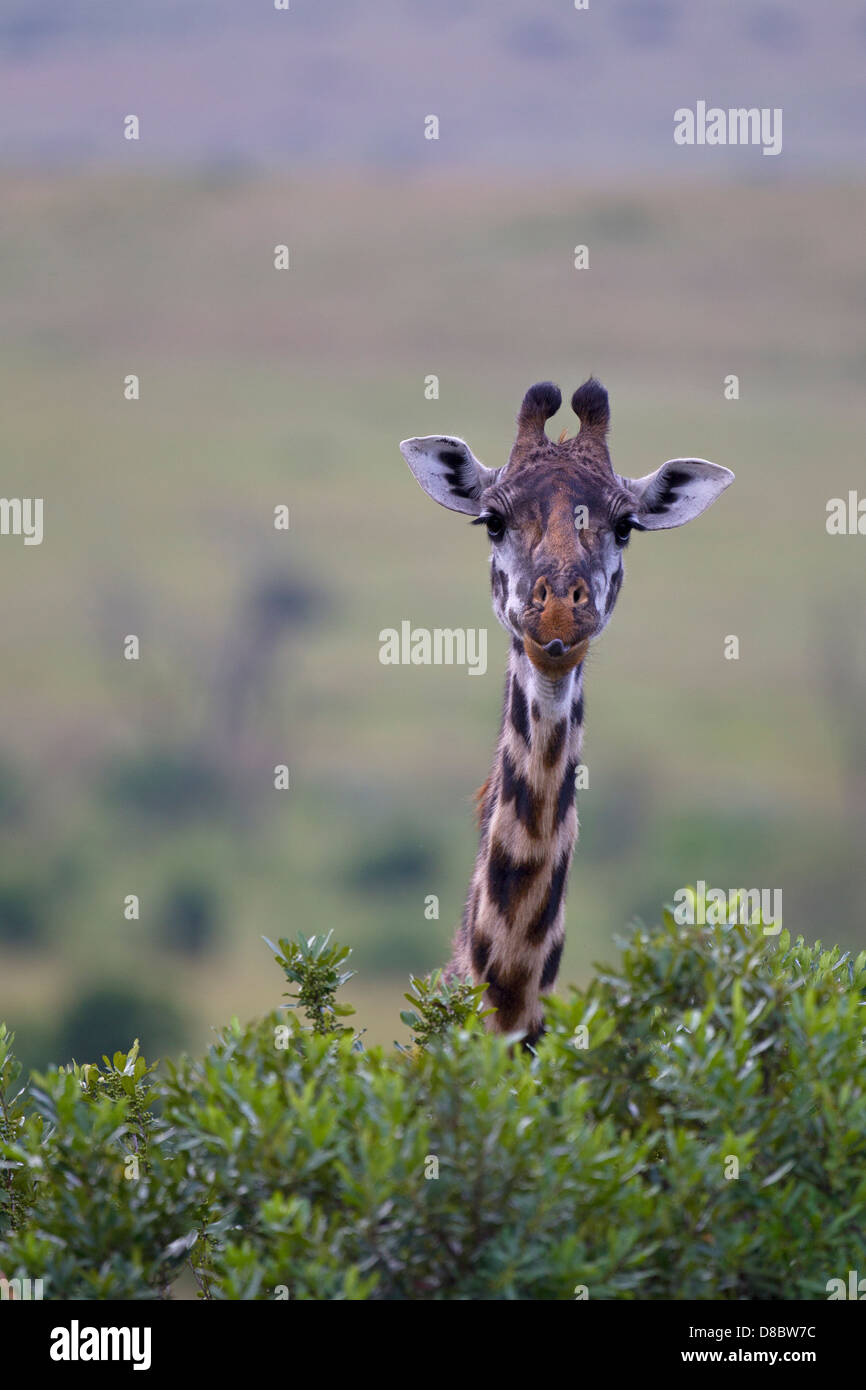 Una jirafa Masai Foto de stock