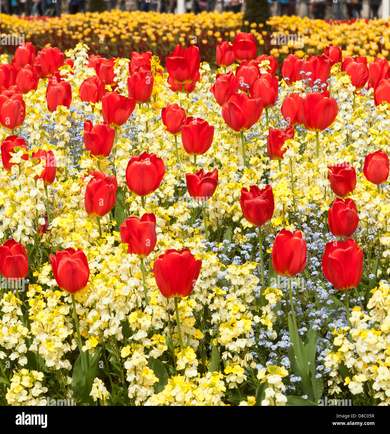 Tulipanes rojos en un lecho de flores Foto de stock