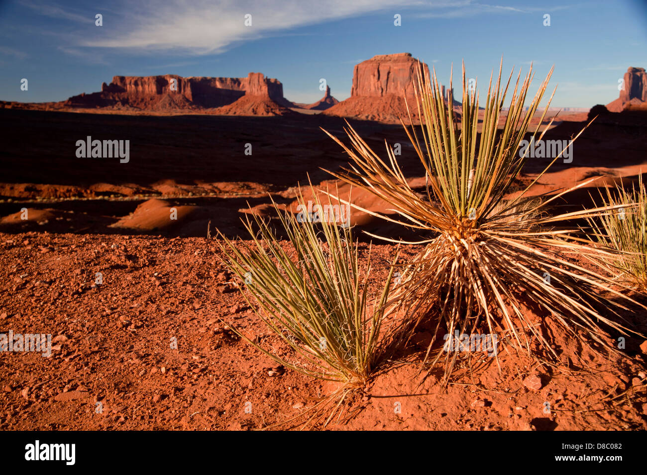 Planta de yuca y arenisca buttes en Monument Valley Navajo Tribal Park, Estados Unidos de América, EE.UU. Foto de stock